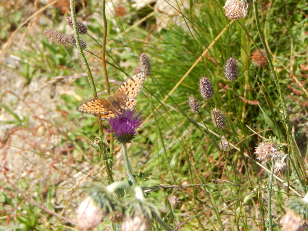 Issoria lathonia e Argynnis (Fabriciana) niobe